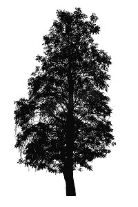孤立在白色背景上的树木的剪影
