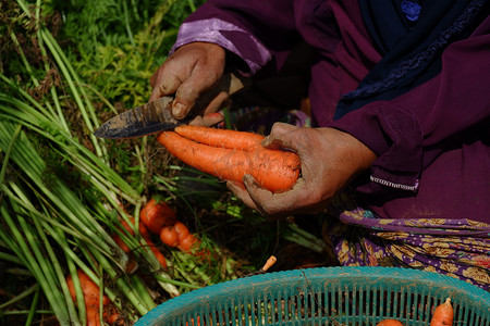胡萝卜地摄影照片_农民在地里收割胡萝卜