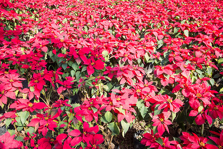 圣诞绿叶摄影照片_关闭圣诞节红色一品红植物开花