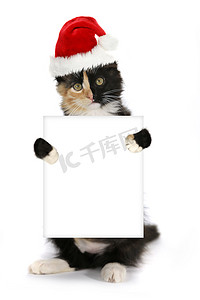 猫咪边框摄影照片_小猫举着空白牌子戴着圣诞帽