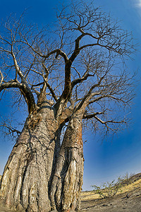 猴面包树，乔贝国家公园，博茨瓦纳