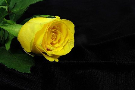 黑底黄玫瑰