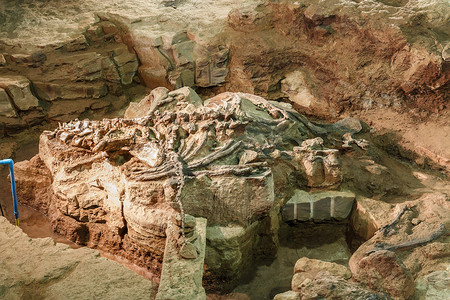 Phuwiangosaurus sirindhornae 化石在诗琳通博物馆，加拉信，泰国。 