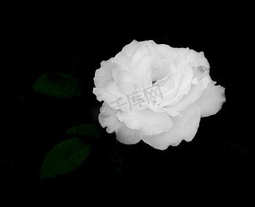 在非常黑暗的背景的白色玫瑰花