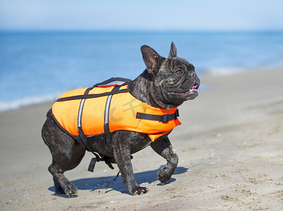 免费救援摄影照片_海滩上的法国斗牛犬