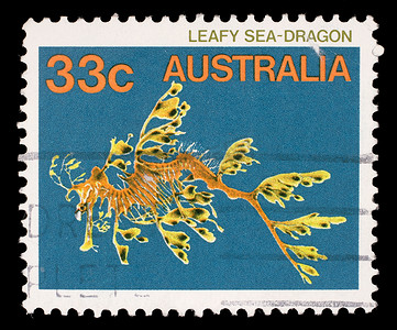 在澳大利亚打印的邮票显示多叶海龙、Phycodurus Eques、海鱼