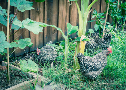 在美国德克萨斯州达拉斯附近的有机菜园里，三只自由放养的下蛋母鸡