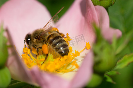蜜蜂在粉红色的花（玫瑰果）上。