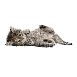动物手绘涂鸦摄影照片_小猫手绘