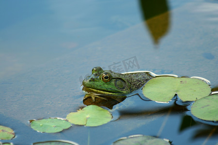 池塘里的绿色牛蛙