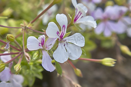 有紫色脉络的白色小花