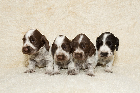 英国可卡犬幼犬