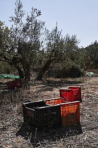 橄榄美摄影照片_为收获准备的橄榄田，橄榄