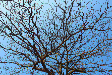 干枯的树枝和天空