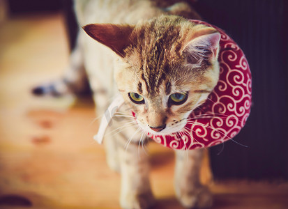 戴着红领巾的可爱猫咪