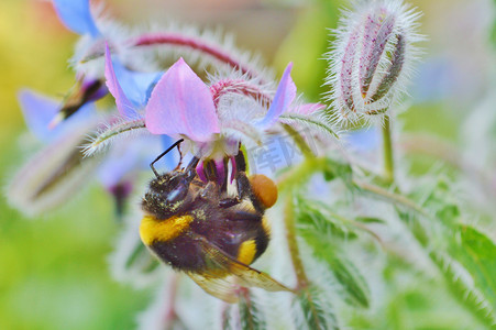 大黄蜂和琉璃苣花。