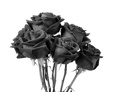 玫瑰花黑玫瑰摄影照片_白色背景上的黑玫瑰