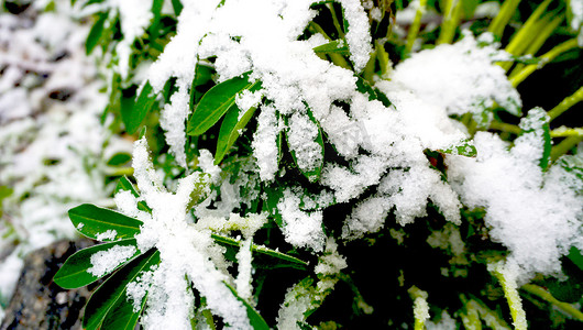 植物和雪在下雪天关闭