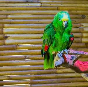 充满活力的绿色和色彩缤纷的黄色颈枕亚马逊鹦鹉，一只濒临灭绝的鸟类的特写动物肖像