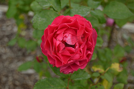 红玫瑰花丛摄影照片_红玫瑰