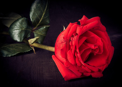 弗洛雷斯玫瑰摄影照片_旧木头上的玫瑰、旧风格、背景、情人节和爱情概念