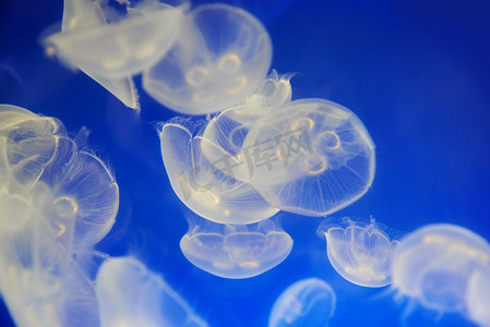 白水母（Aurelia aurita 或 Moon jelly）