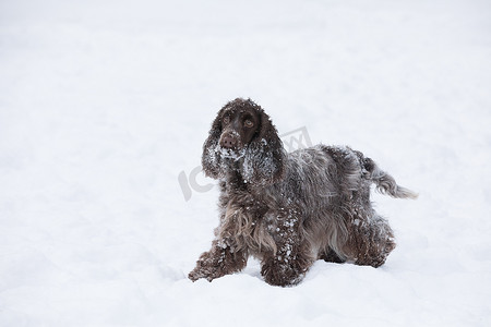 英国可卡犬狗在雪地里玩耍