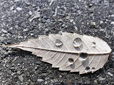 街道上秋天的彩色山毛榉叶，有雨滴