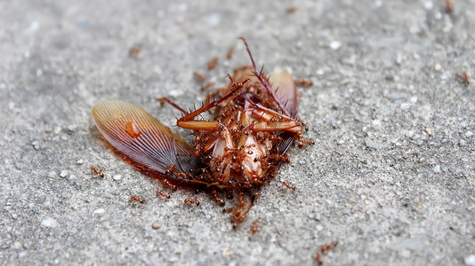 蚂蚁吃死昆虫