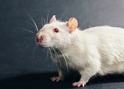 鼠年烫金老鼠剪纸摄影照片_动物白鼠特写