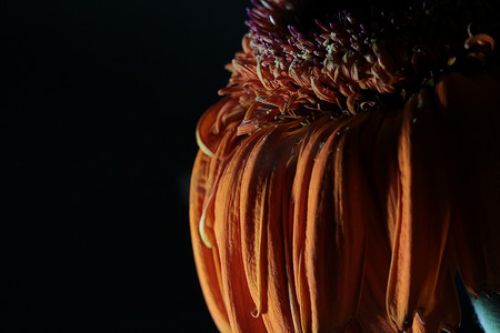 枯萎摄影照片_在黑色的枯萎的花非洲菊
