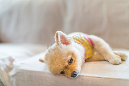 疲惫困倦的波美拉尼亚狗穿着 T 恤，睡在沙发上，有复印空间，悬空或周一工作的概念