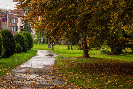 布拉格秋天被黄树环绕的公园里空荡荡的步行道