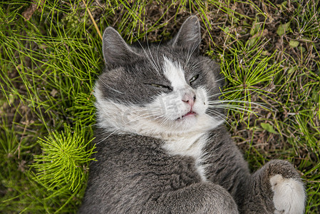 可爱的猫咪在草地上打滚