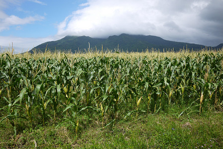玉米田与山背景