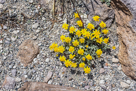 黄色花朵，地面附着植物，在加利福尼亚州猛犸山的脂肪带