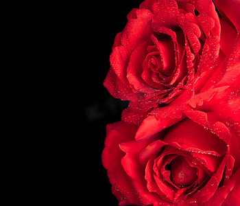 黑色背景中的两朵玫瑰、情人节和爱情概念