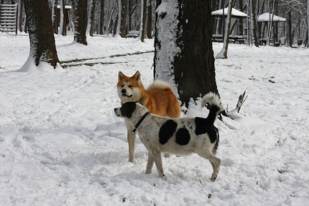 狗在雪地上享受