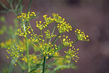 Fennel, Sweet fennel, 佛罗伦萨茴香, Fennel, Foeniculum vul