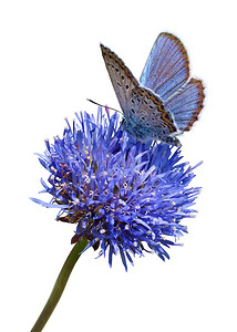 蝴蝶剪纸摄影照片_花剪纸上的蓝色蝴蝶