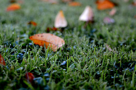 散落的狗粮摄影照片_草地上的露珠，散落的落叶