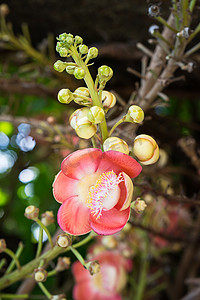 炮弹花 (Couroupita guianensis) 在树上