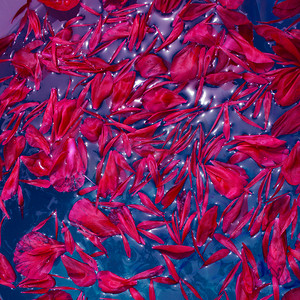 漂浮花瓣摄影照片_牡丹花瓣漂浮在靛蓝水面上