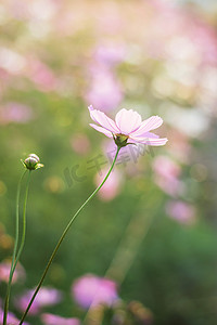 花园里粉色、白色、紫色和红色的宇宙花，柔软的 f