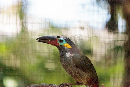 圭亚那巨嘴鸟 Selenidera piperivora