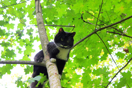 有趣的猫像鸟一样坐在树上