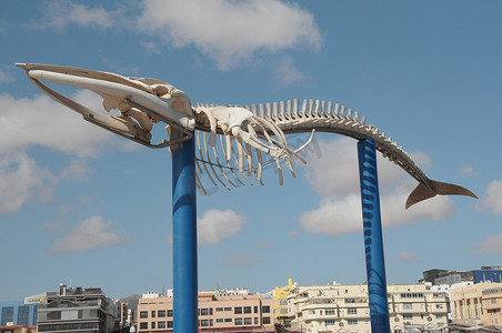 巨型梭鱼骨架