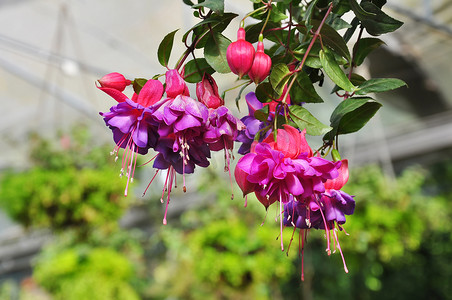 紫红色花卉摄影照片_紫红色花