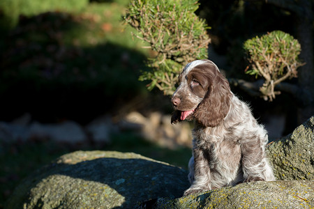 英国可卡犬幼犬