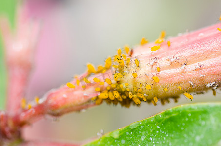 花上的蚜虫